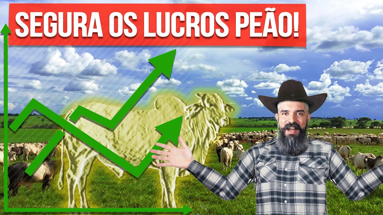 Investindo no Boi Gordo